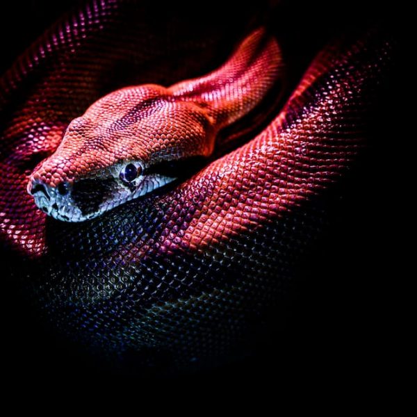 Top 6 Tips and Tricks for Slither.io