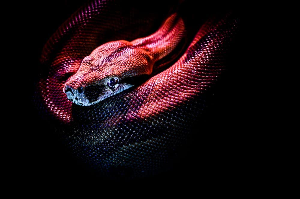 Top 6 Tips and Tricks for Slither.io